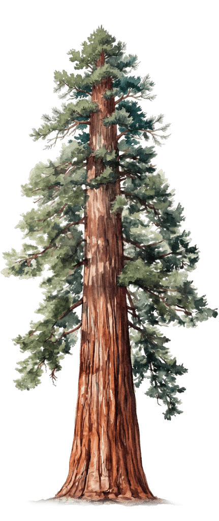 Ilustración de una secuoya gigante